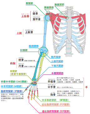 skelton.gif